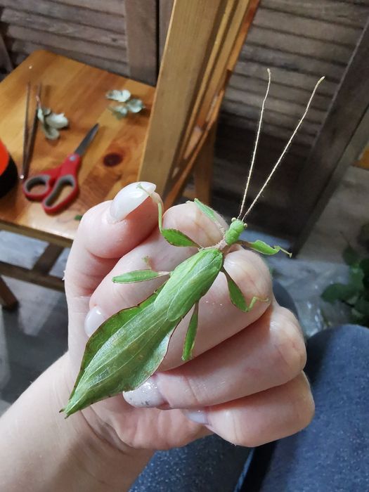 Phyllium Letiranti Tataba, liśćce Tataba