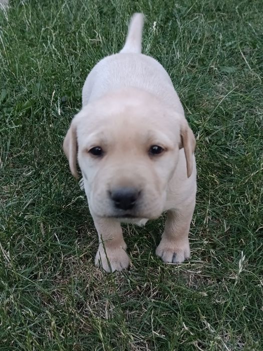 Szczeniaki Labrador