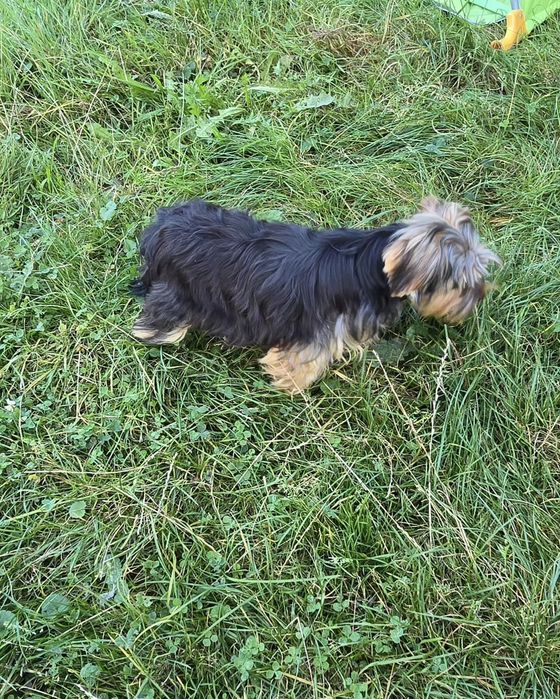 Piesek 9 miesiący Yorkshire terrier