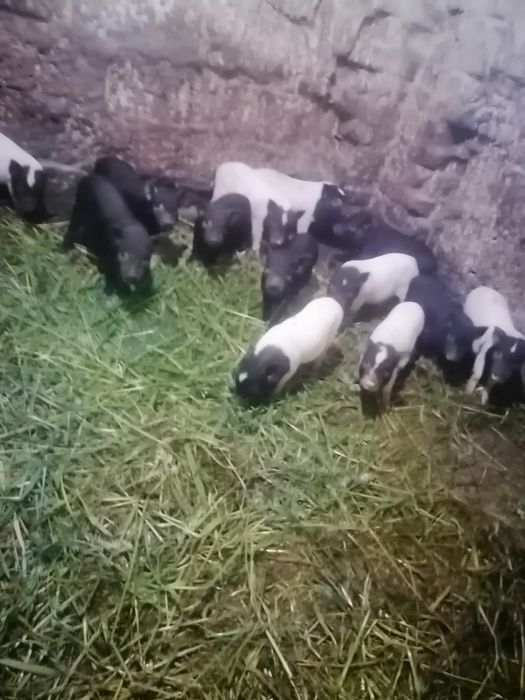 Поросятка недорого