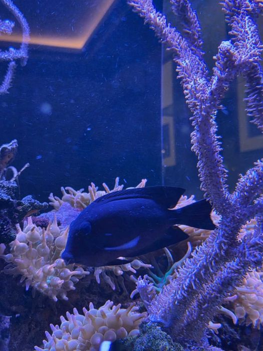 Ryba morska Ctenochaetus binotatus  15-16 cm L