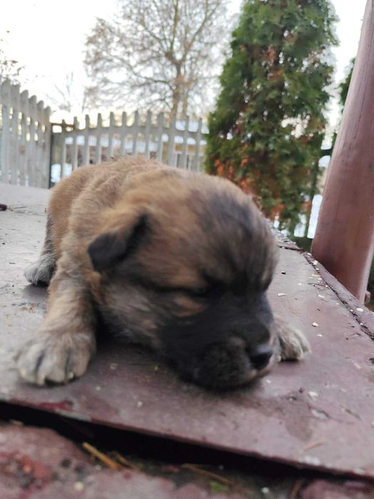 Oddam szczeniaki w dobre ręce