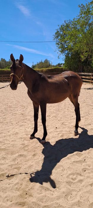 Égua de dois anos à venda