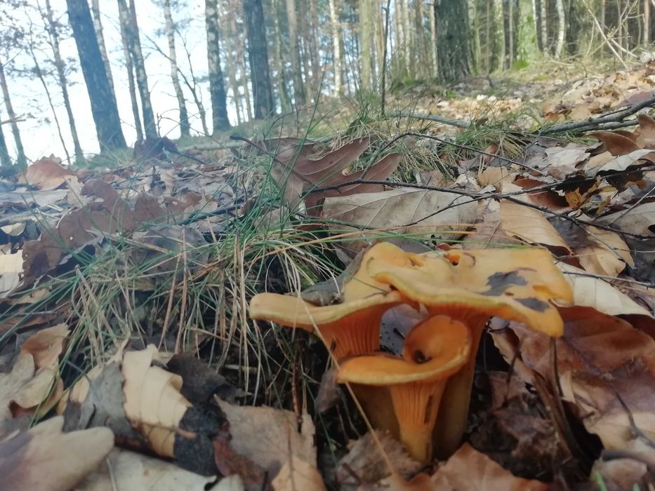 Domek letniskowy nad jeziorem Lubie