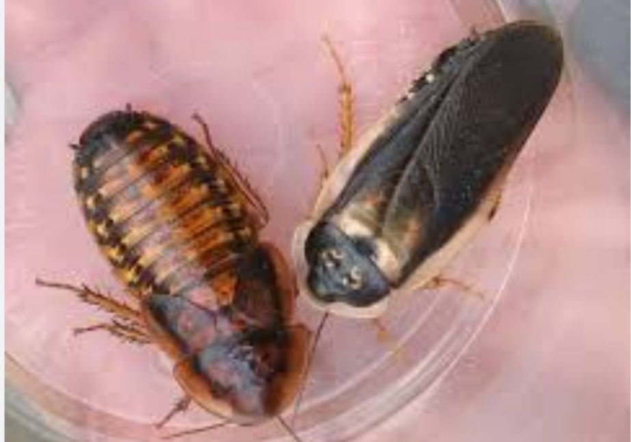 Аргентинские тараканы.