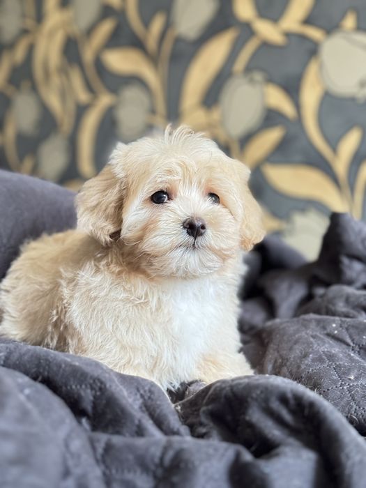 Хлопчик мальтіпу є доставка по україні та єс