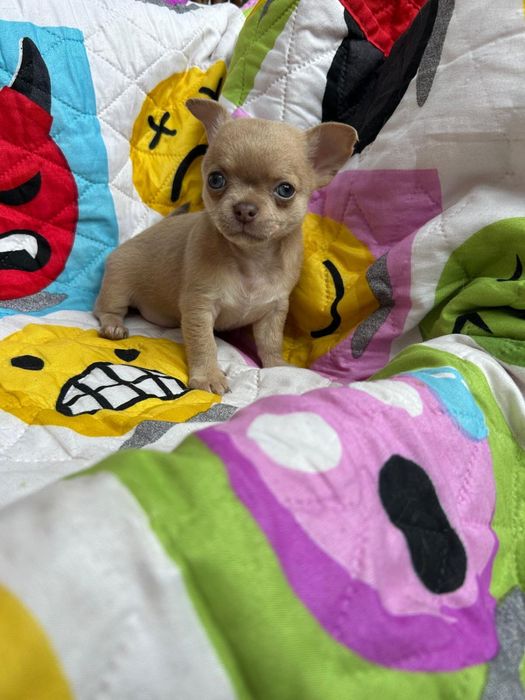 Menina Fawn Pelo Curto