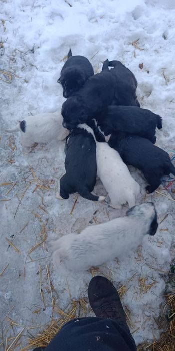 Oddam szczeniaki za darmo