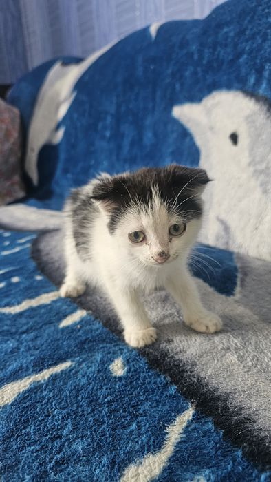 Віддам кошення в добрі руки