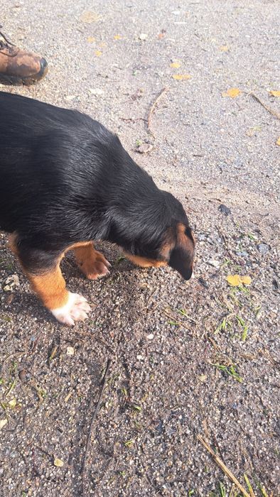 Cão para doar ( fêmea )