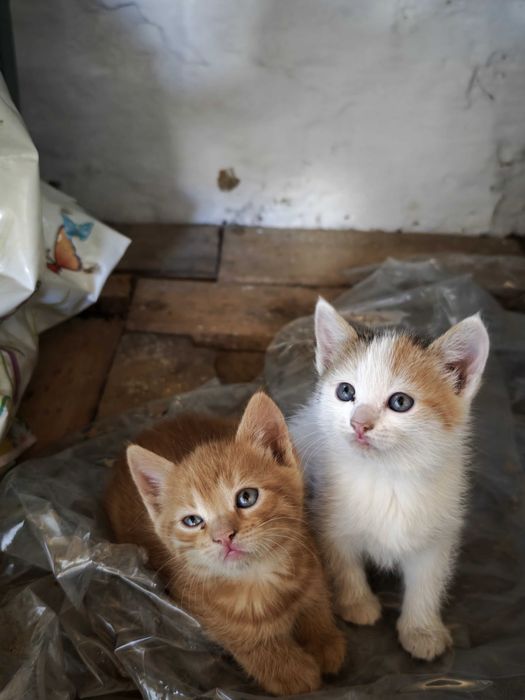 Гарні, милі котенята безкоштовно!)