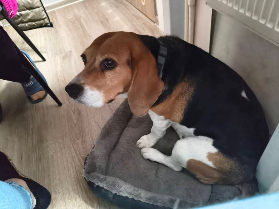 Oddam psa  w dobre ręce