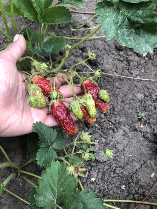 Земклуніка Купчиха (полуниця)