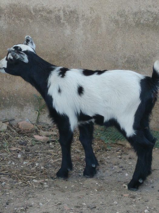 Cabrito com 1 mês