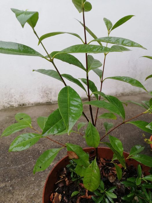 Red Guava Tree64740733953665121