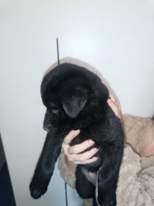 Дівчинка,21,10.25р.н лабрадоренята мама третє фото