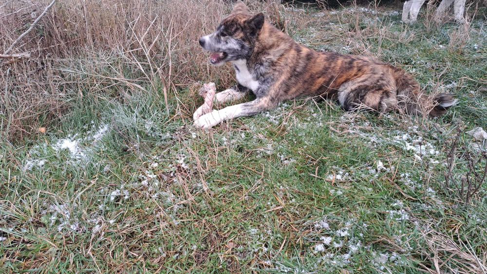 Akita inu sprzedam suczka