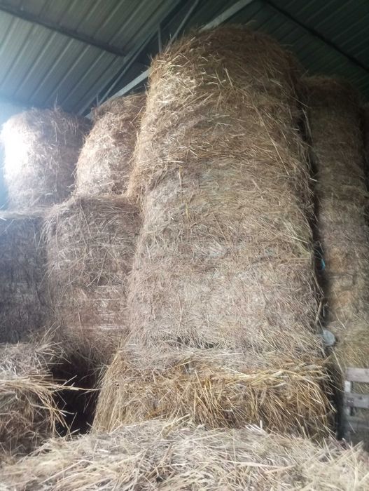 Fardos de palha em rolo