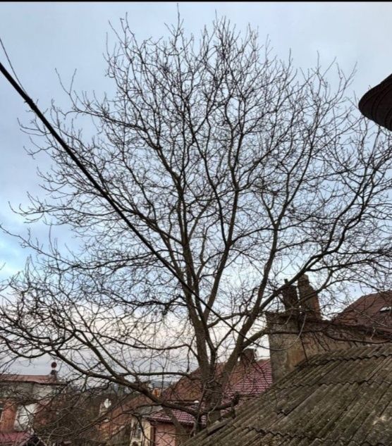 Подарую. Самовивіз.Самозріз.