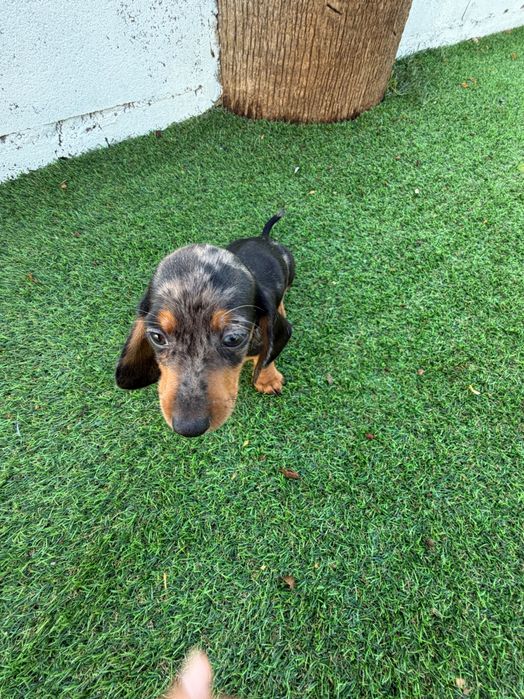 Teckel miniatura black merle.
