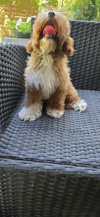 Cavapoo/ piękna dziewczynka