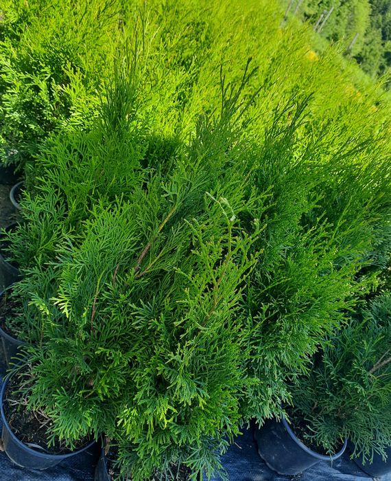 Tuja Szmaragd (Thuja occidentalis Smaragd)