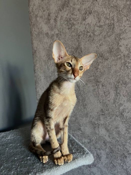 Ориентальный котик ищет дом