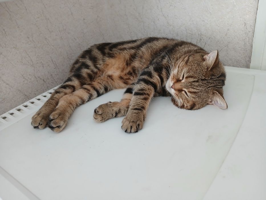 Котик для в'язки