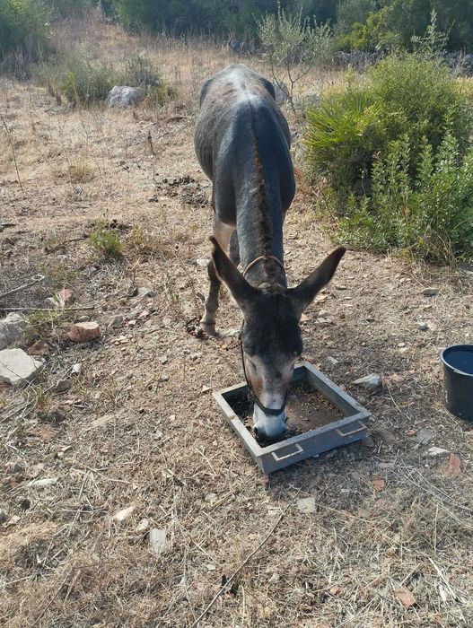 Burro muito mansinho inteiro