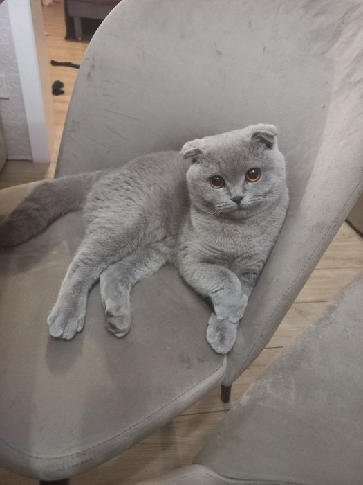 Кішка, киця, шотландська висловуха