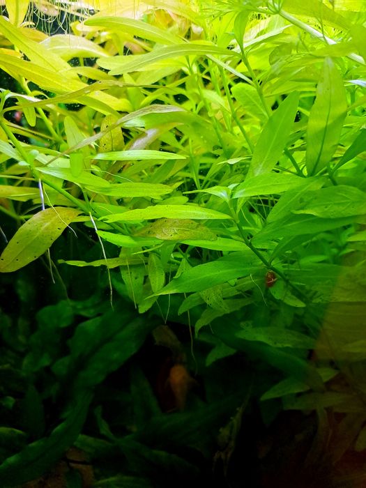 Casais moscow green +oferta plantas