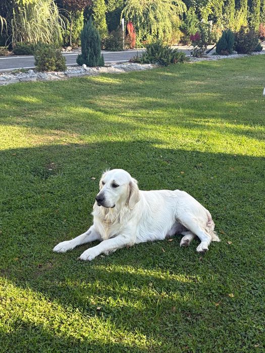 Golden Retriever zkwp Fci do rezerwacji