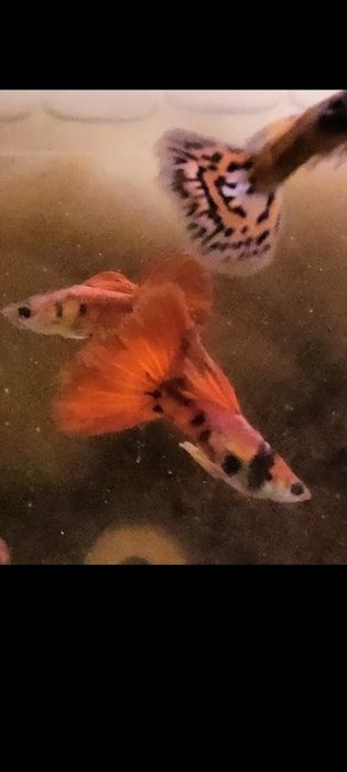 Gupiki Red Black Tiger