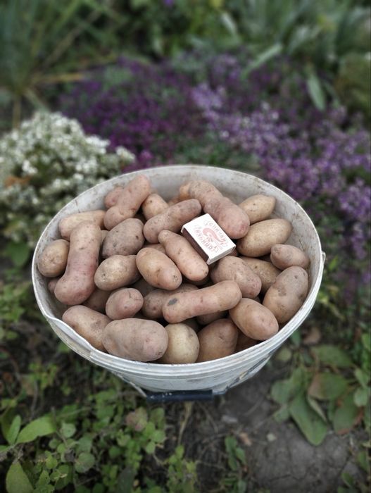Американка посадочна сіменна картопля посадкова