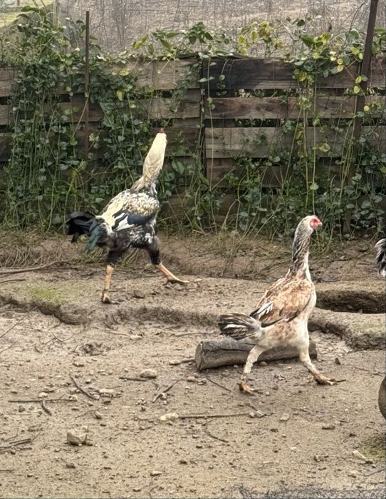 Galos  Indio gigante