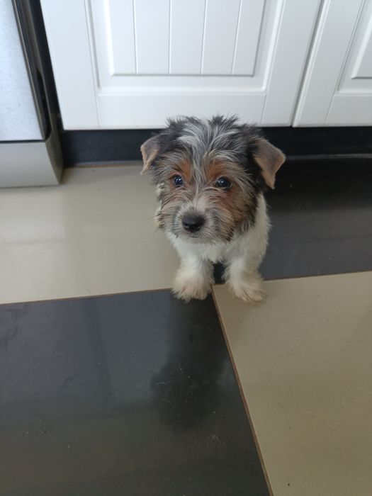 Psy rasowe york terrier