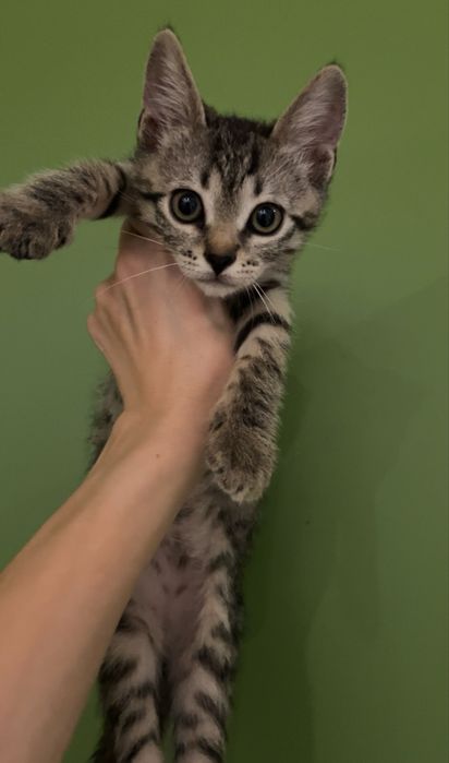 Кошенята Чіп і Дейл шукають родину