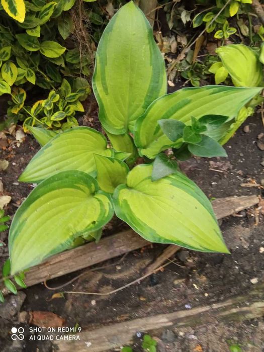 nadwyzki z ogrodka od 0,20