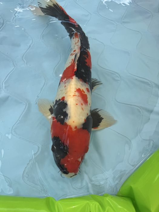 Carpa koi showa 60cm