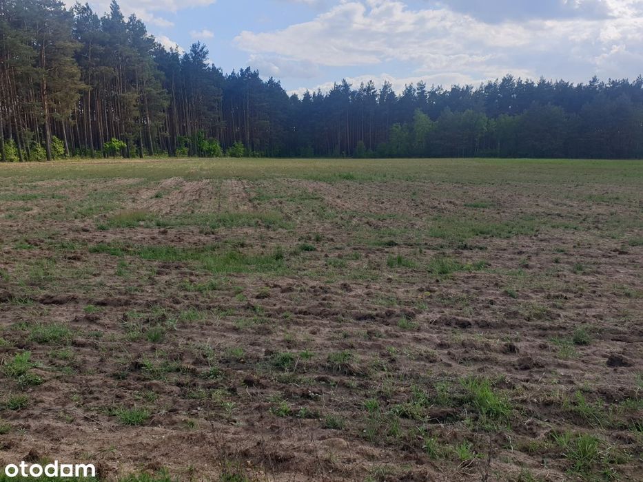 atrakcyjna działka budowlana Zielątkowo - Gościm w Puszczy Noteckiej