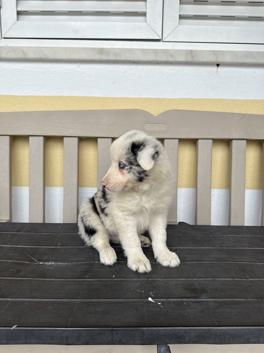 Border collie Merle com olhos azuis Macho