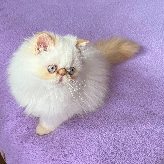 Кошеня персидське