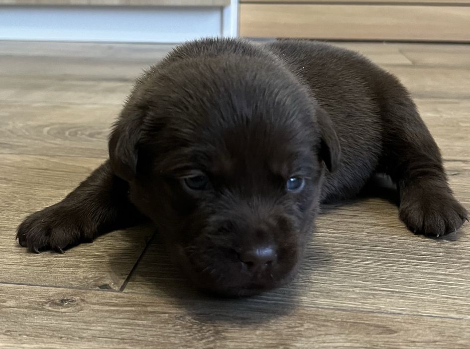Labrador retriever  czekoladka