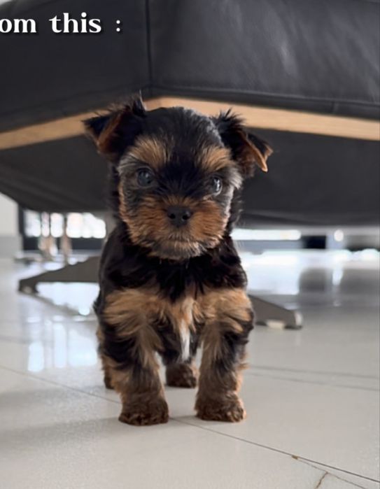 York yorkshire terrier ZKwP FCI