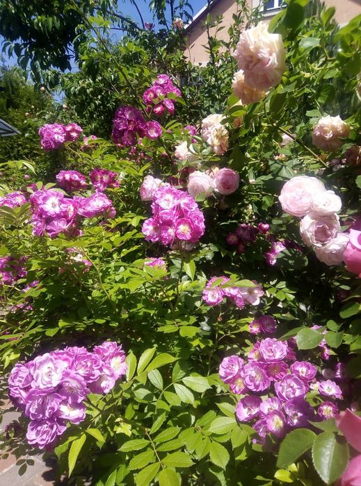 Лепестки свежей розы