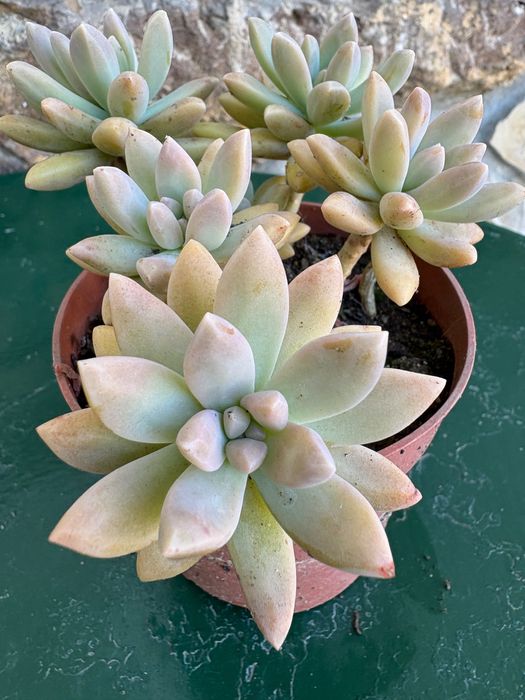 Suculentas Graptosedums  1€
