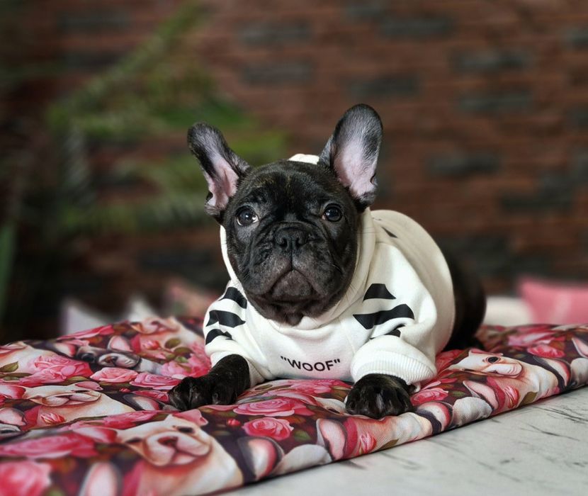 dziewczynka buldog francuski gotowa do odbioru
