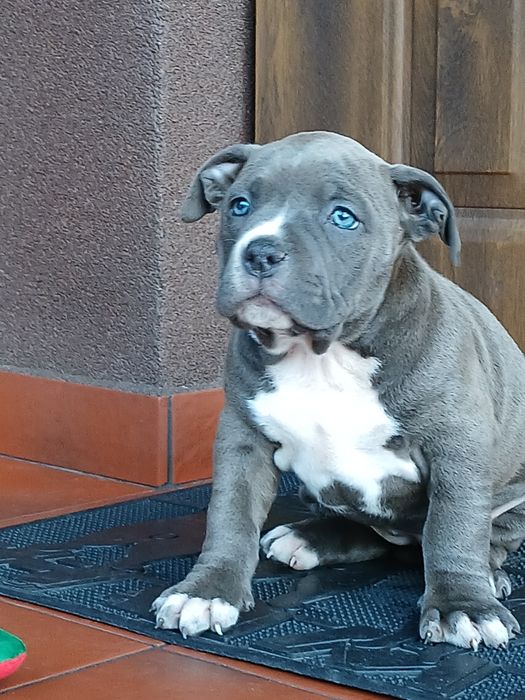 ##Mocna suczka Amstaff ##