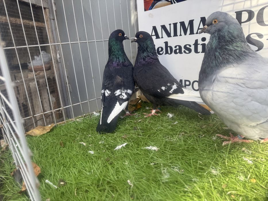 Gołębie. Ryś. Rysie. Możliwy transport