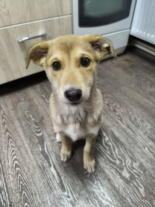 Дівчинка, безкоштовно, цуценя шукає родину